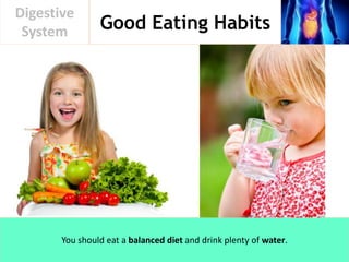 Good Eating Habits
Digestive
System
You should eat a balanced diet and drink plenty of water.
 