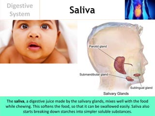 Saliva
Digestive
System
The saliva, a digestive juice made by the salivary glands, mixes well with the food
while chewing. This softens the food, so that it can be swallowed easily. Saliva also
starts breaking down starches into simpler soluble substances.
 