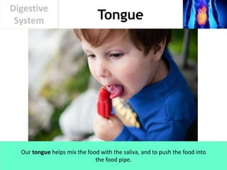 Tongue
Digestive
System
Our tongue helps mix the food with the saliva, and to push the food into
the food pipe.
 