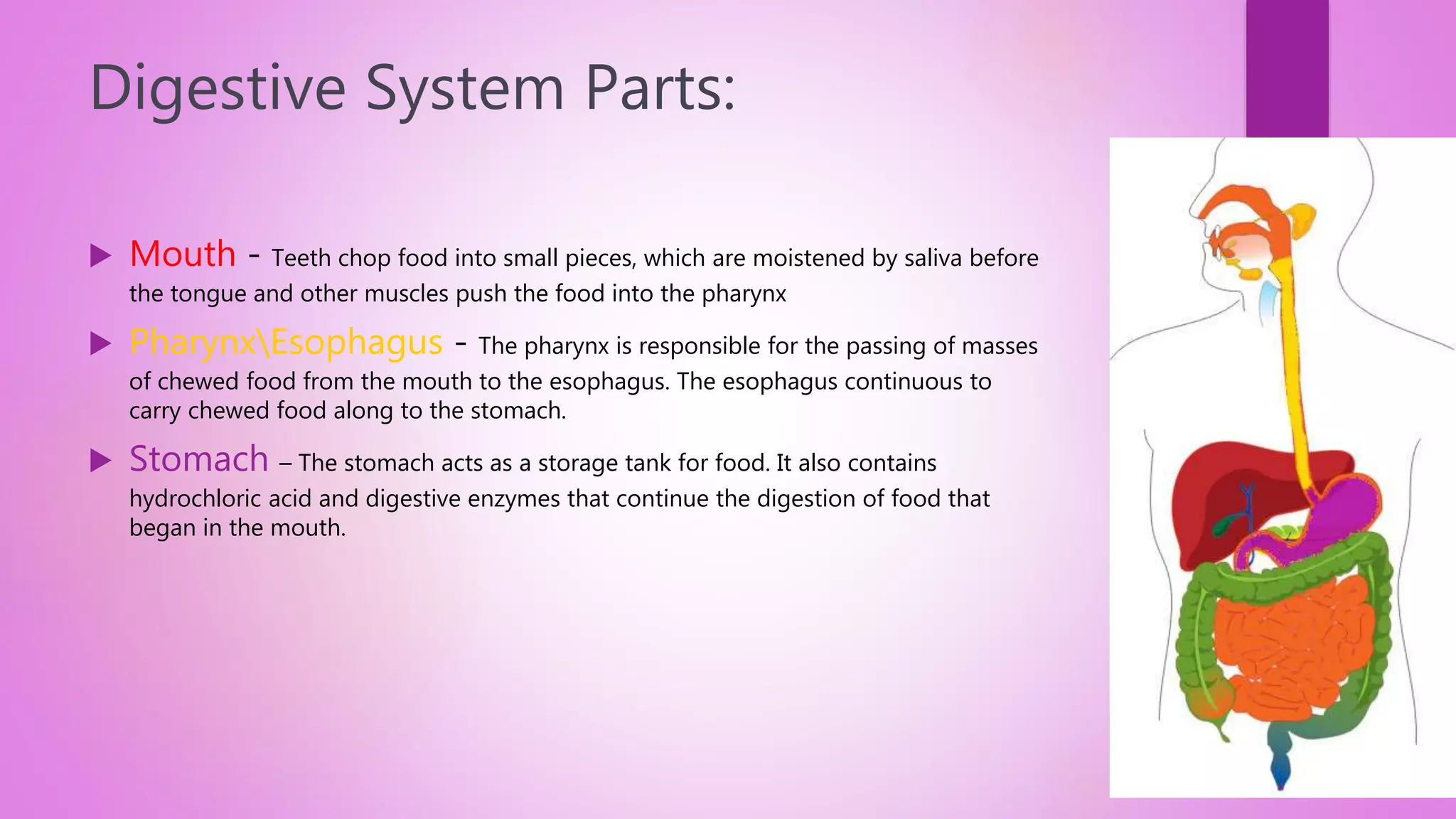 overview of the digestive system and diseases of it | PPTX