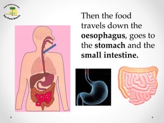 Then the food
travels down the
oesophagus, goes to
the stomach and the
small intestine.
 