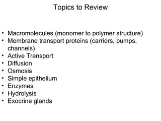 Topics to Review
• Macromolecules (monomer to polymer structure)
• Membrane transport proteins (carriers, pumps,
channels)
• Active Transport
• Diffusion
• Osmosis
• Simple epithelium
• Enzymes
• Hydrolysis
• Exocrine glands
 