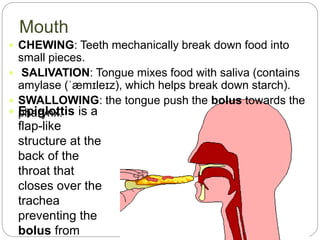Mouth
 Epiglottis is a
flap-like
structure at the
back of the
throat that
closes over the
trachea
preventing the
bolus from
 CHEWING: Teeth mechanically break down food into
small pieces.
 SALIVATION: Tongue mixes food with saliva (contains
amylase (ˈæmɪleɪz), which helps break down starch).
 SWALLOWING: the tongue push the bolus towards the
pharynx.
 