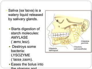  Saliva (səˈlaɪvə) is a
watery liquid released
by salivary glands.
 Starts digestion of
starch molecules:
AMYLASE
(ˈæmɪˌleɪz).
 Destroys some
bacteria:
LYSOZYME
(ˈlaɪsəˌzaɪm).
 Eases the bolus into
 