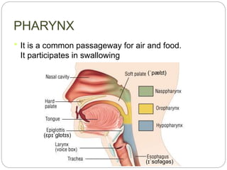 PHARYNX
 It is a common passageway for air and food.
It participates in swallowing
(ˈpælɪt)
(ɛpɪˈɡlɒtɪs)
(ɪˈsɑfəgəs)
 