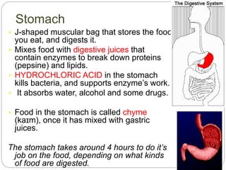 Stomach
 J-shaped muscular bag that stores the food
you eat, and digests it.
 Mixes food with digestive juices that
contain enzymes to break down proteins
(pepsine) and lipids.
 HYDROCHLORIC ACID in the stomach
kills bacteria, and supports enzyme’s work.
 It absorbs water, alcohol and some drugs.
 Food in the stomach is called chyme
(kaɪm), once it has mixed with gastric
juices.
The stomach takes around 4 hours to do it’s
job on the food, depending on what kinds
of food are digested.
 
