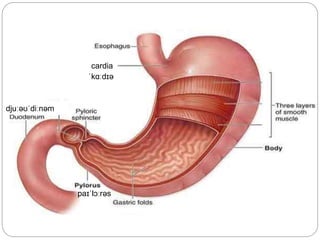 cardia
paɪˈlɔːrəs
ˈkɑːdɪə
djuːəʊˈdiːnəm
 