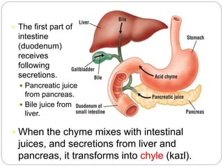  When the chyme mixes with intestinal
juices, and secretions from liver and
pancreas, it transforms into chyle (kaɪl).
 The first part of
intestine
(duodenum)
receives
following
secretions.
 Pancreatic juice
from pancreas.
 Bile juice from
liver.
 