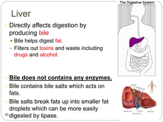 Liver
 Directly affects digestion by
producing bile
 Bile helps digest fat.
• Filters out toxins and waste including
drugs and alcohol.
 Bile does not contains any enzymes.
 Bile contains bile salts which acts on
fats.
 Bile salts break fats up into smaller fat
droplets which can be more easily
digested by lipase.23
 