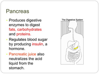 Pancreas
 Produces digestive
enzymes to digest
fats, carbohydrates
and proteins.
 Regulates blood sugar
by producing insulin, a
hormone.
 Pancreatic juice also
neutralizes the acid
liquid from the
stomach.
 
