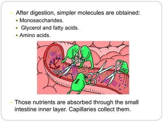  After digestion, simpler molecules are obtained:
 Monosaccharides.
 Glycerol and fatty acids.
 Amino acids.
 Those nutrients are absorbed through the small
intestine inner layer. Capillaries collect them.
 