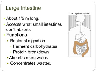 Large Intestine
 About 1’5 m long.
 Accepts what small intestines
don’t absorb.
 Functions
 Bacterial digestion
 Ferment carbohydrates
 Protein breakdown
Absorbs more water.
 Concentrates wastes.
 