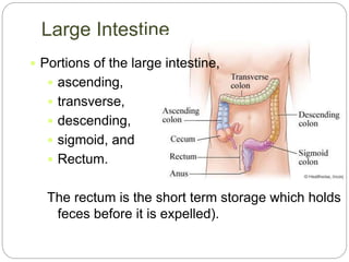 Large Intestine
 Portions of the large intestine,
 ascending,
 transverse,
 descending,
 sigmoid, and
 Rectum.
The rectum is the short term storage which holds
feces before it is expelled).
 