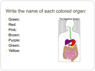 Write the name of each colored organ:
 Green:
 Red:
 Pink:
 Brown:
 Purple:
 Green:
 Yellow:
 