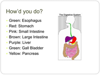 How’d you do?
 Green: Esophagus
 Red: Stomach
 Pink: Small Intestine
 Brown: Large Intestine
 Purple: Liver
 Green: Gall Bladder
 Yellow: Pancreas
 