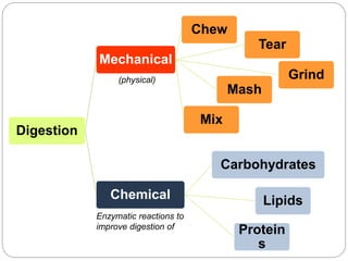 Digestion
Mechanical
Chew
Tear
Grind
Mash
Mix
Chemical
Carbohydrates
Lipids
Protein
s
(physical)
Enzymatic reactions to
improve digestion of
 