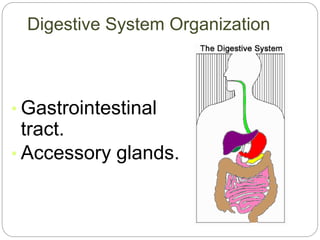 Digestive System Organization
• Gastrointestinal
tract.
• Accessory glands.
 