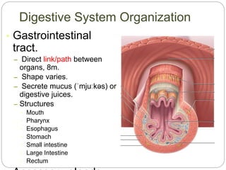 Digestive System Organization
• Gastrointestinal
tract.
– Direct link/path between
organs, 8m.
– Shape varies.
– Secrete mucus (ˈmjuːkəs) or
digestive juices.
– Structures
• Mouth
• Pharynx
• Esophagus
• Stomach
• Small intestine
• Large Intestine
• Rectum
 