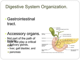Digestive System Organization.
 Gastrointestinal
tract.
 Accessory organs.
 Not part of the path of
food, but play a critical
role.
 Include:
 Salivary glands,
 liver, gall bladder, and
 pancreas
 