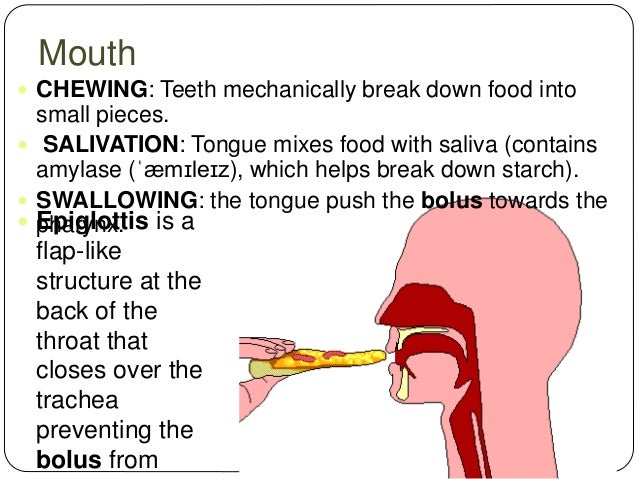 The digestive system.