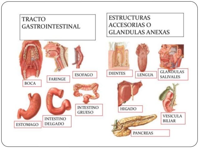 The digestive system.