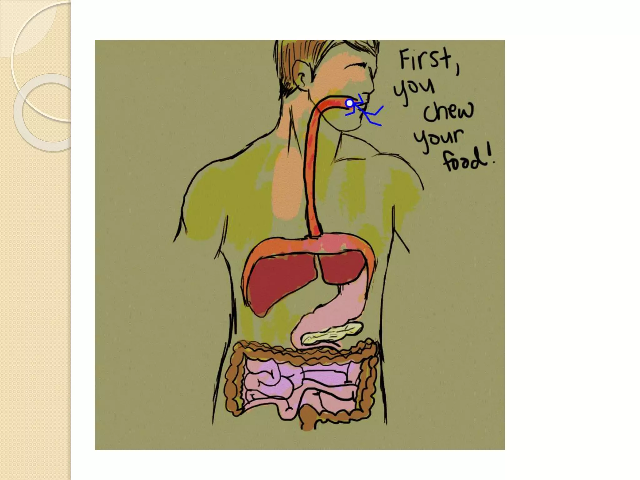 digestive-system-ppt