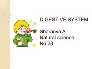 DIGESTIVE SYSTEM
Sharanya A
Natural science
No 28
 