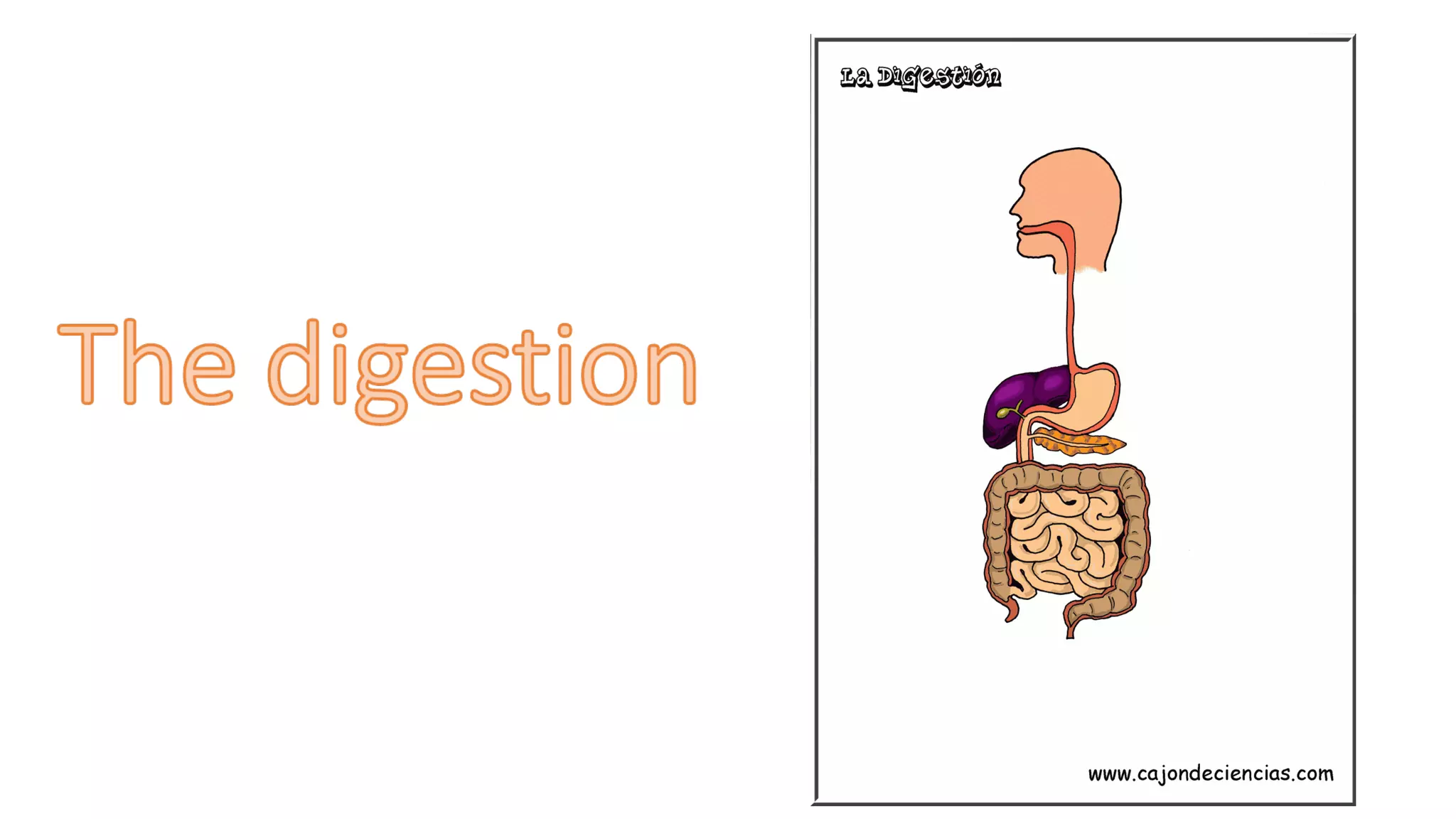 Digestive system by Yaiza Martín