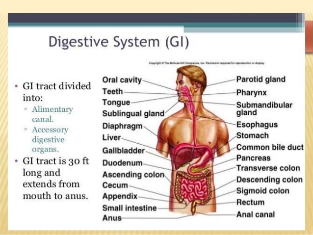 digestion mechanical of system 2017 Digestive CPT CODING digestion mechanical of system 2017 Digestive CPT CODING