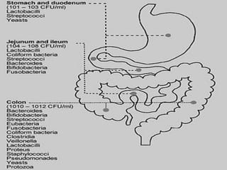 Regarding the Transit Time
A) Buccal Cavity have a short unless controlled
time
B) Esophagus have a short time
C) Stomach have 30-40 minutes (small time)
with reduced absorption
D) Duodenum have a very short window effect
E) The small intestine have about 3 hours
F) The large intestines have a long one up to 24
hours
 