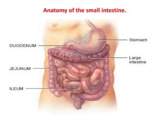 Digestive system | PPTX