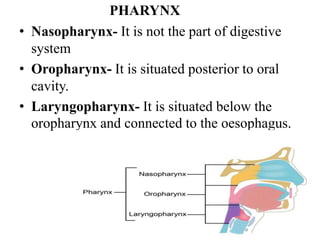 PHARYNX
• Nasopharynx- It is not the part of digestive
system
• Oropharynx- It is situated posterior to oral
cavity.
• Laryngopharynx- It is situated below the
oropharynx and connected to the oesophagus.
 