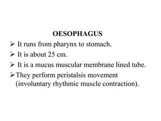 OESOPHAGUS
 It runs from pharynx to stomach.
 It is about 25 cm.
 It is a mucus muscular membrane lined tube.
They perform peristalsis movement
(involuntary rhythmic muscle contraction).
 
