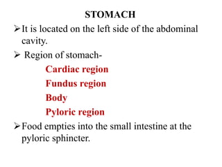 STOMACH
It is located on the left side of the abdominal
cavity.
 Region of stomach-
Cardiac region
Fundus region
Body
Pyloric region
Food empties into the small intestine at the
pyloric sphincter.
 