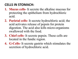 CELLS IN STOMACH:
1. Mucus cells- It secrete the alkaline mucous for
protecting the epithelium from hydrochloric
acid.
2. Parietal cells- It secrete hydrochloric acid; the
acid activates release of pepsin for protein
digestion. The acid also kills micro-organisms
swallowed with the food.
3. Chief cells- It secrete pepsin. These cells are
located in the fundic region.
4. G-Cells- It secrete gastrin which stimulates the
secretion of hydrochloric acid.
 