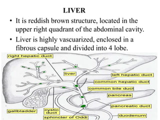 LIVER
• It is reddish brown structure, located in the
upper right quadrant of the abdominal cavity.
• Liver is highly vascuarized, enclosed in a
fibrous capsule and divided into 4 lobe.
 