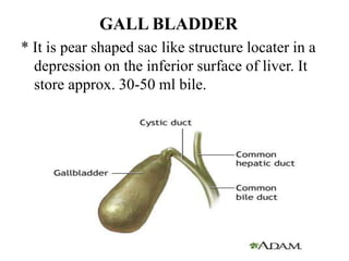 GALL BLADDER
* It is pear shaped sac like structure locater in a
depression on the inferior surface of liver. It
store approx. 30-50 ml bile.
 