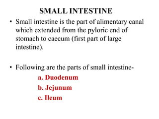 SMALL INTESTINE
• Small intestine is the part of alimentary canal
which extended from the pyloric end of
stomach to caecum (first part of large
intestine).
• Following are the parts of small intestine-
a. Duodenum
b. Jejunum
c. Ileum
 
