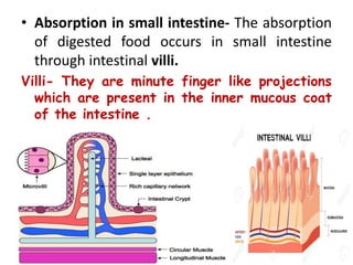 • Absorption in small intestine- The absorption
of digested food occurs in small intestine
through intestinal villi.
Villi- They are minute finger like projections
which are present in the inner mucous coat
of the intestine .
 