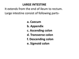 LARGE INTESTINE
It extends from the end of ileum to rectum.
Large intestine consist of following parts-
a. Caecum
b. Appendix
c. Ascending colon
d. Transverse colon
f. Descending colon
e. Sigmoid colon
 
