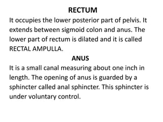RECTUM
It occupies the lower posterior part of pelvis. It
extends between sigmoid colon and anus. The
lower part of rectum is dilated and it is called
RECTAL AMPULLA.
ANUS
It is a small canal measuring about one inch in
length. The opening of anus is guarded by a
sphincter called anal sphincter. This sphincter is
under voluntary control.
 