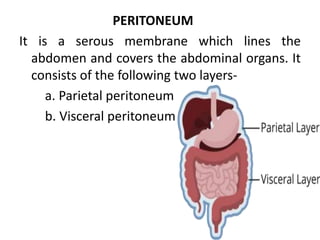 PERITONEUM
It is a serous membrane which lines the
abdomen and covers the abdominal organs. It
consists of the following two layers-
a. Parietal peritoneum
b. Visceral peritoneum
 