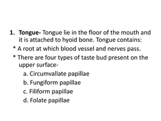 1. Tongue- Tongue lie in the floor of the mouth and
it is attached to hyoid bone. Tongue contains:
* A root at which blood vessel and nerves pass.
* There are four types of taste bud present on the
upper surface-
a. Circumvallate papillae
b. Fungiform papillae
c. Filiform papillae
d. Folate papillae
 