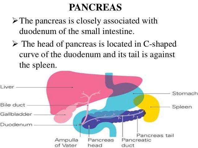 Digestive System
