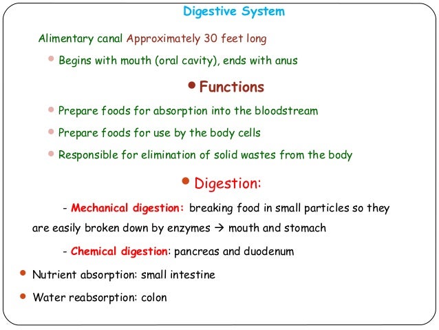 The Digestive system The Digestive system