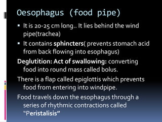  It is 20-25 cm long.. It lies behind the wind
pipe(trachea)
 It contains sphincters( prevents stomach acid
from back flowing into esophagus)
Deglutition: Act of swallowing: converting
food into round mass called bolus.
There is a flap called epiglottis which prevents
food from entering into windpipe.
Food travels down the esophagus through a
series of rhythmic contractions called
“Peristalisis”
Oesophagus (food pipe)
 