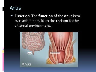 Anus
 Function.The function of the anus is to
transmit faeces from the rectum to the
external environment.
 