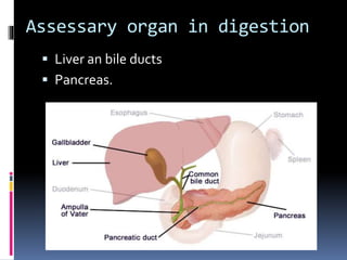 Assessary organ in digestion
 Liver an bile ducts
 Pancreas.
 