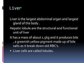 Liver
Liver is the largest abdominal organ and largest
gland of the body .
Hepatic lobule are the structural and functional
unit of liver
It has a mass of about 1.5kg and it produces bile
, a greenish yellow pigment made up of bile
salts as it break down old RBC’s.
 Liver cells are called lobules.
 