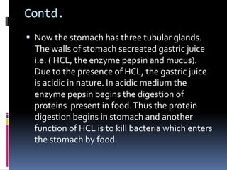 Contd.
 Now the stomach has three tubular glands.
The walls of stomach secreated gastric juice
i.e. ( HCL, the enzyme pepsin and mucus).
Due to the presence of HCL, the gastric juice
is acidic in nature. In acidic medium the
enzyme pepsin begins the digestion of
proteins present in food.Thus the protein
digestion begins in stomach and another
function of HCL is to kill bacteria which enters
the stomach by food.
 